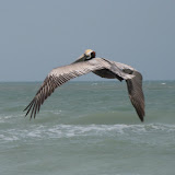 Pelican on a mission