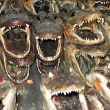 Feed me!!