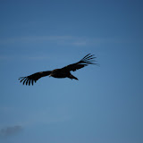 Another Condor!