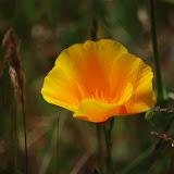 Poppy time