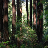 Samuel P Taylor Park - lower trail