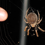 A HUGE Spider living on our Spiral Staircase<br />
..that's me pinkie..