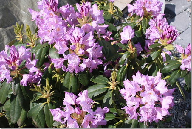 vakker rhododendron