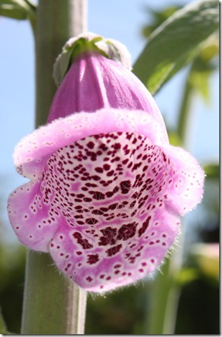 [IMG_7713_thumb[3][4].jpg]