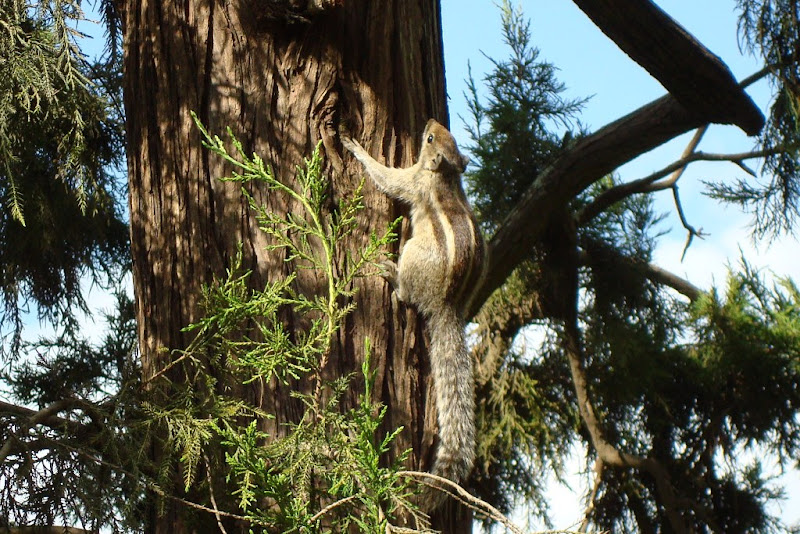 Squirrel playing around at Lalbagh Squirrel playing around at Lalbagh