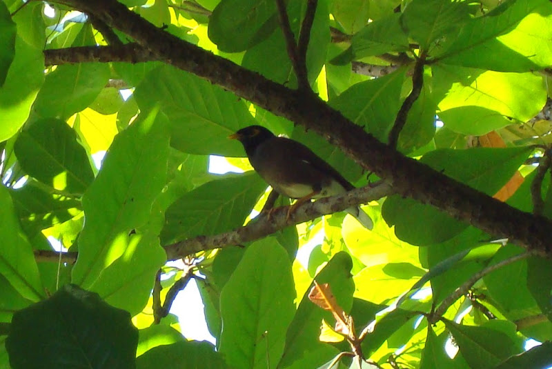 Bird at Lalbagh