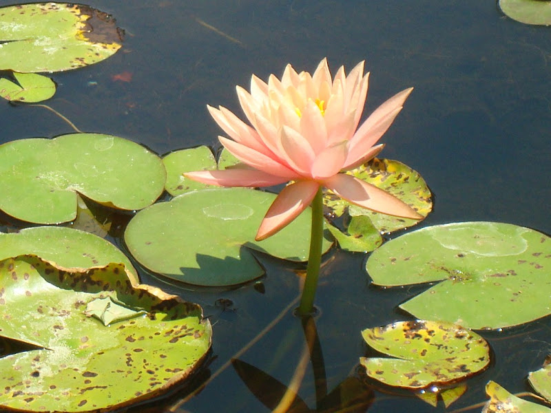 Lotus in full bloom