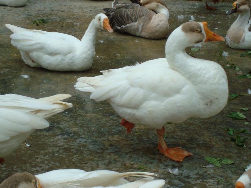 Yogic Duck @ Bannerghatta National Park