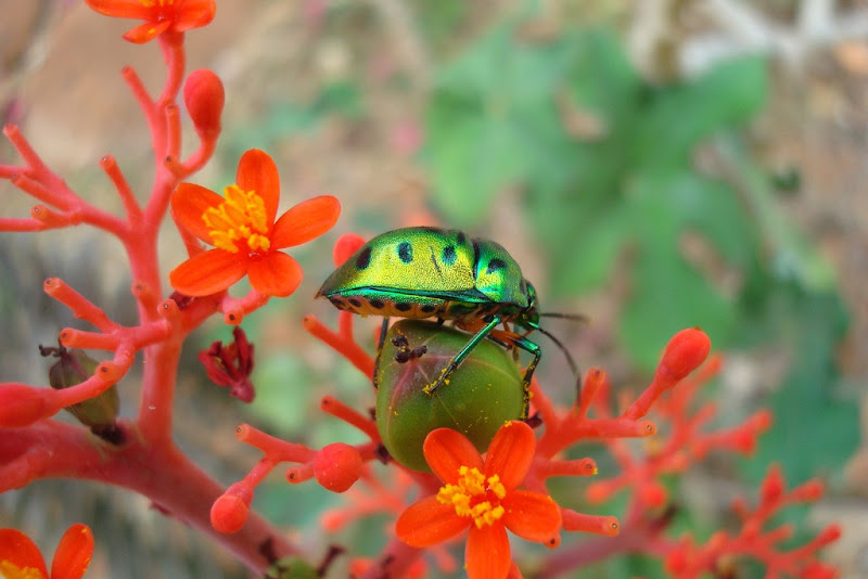 The Shiny Green Bug @ Art of Living The Shiny Green Bug @ Art of Living