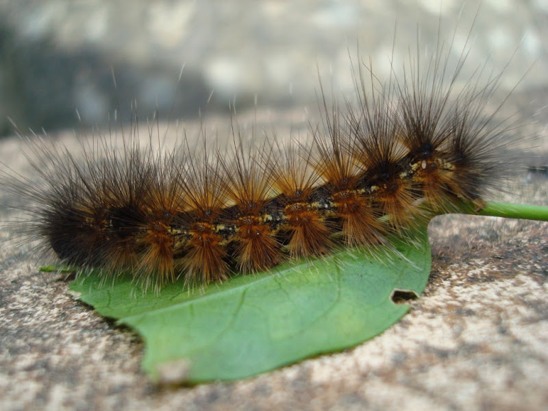 The Hairy One