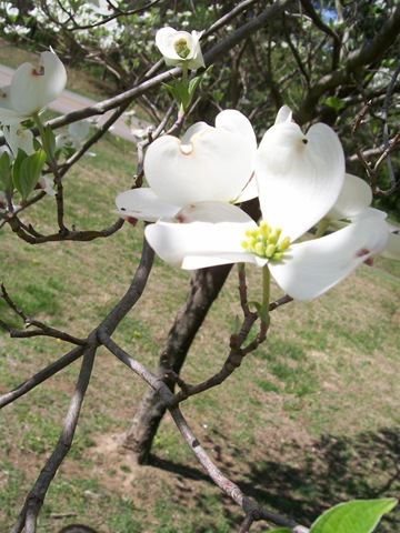 [on parkway dogwoods and spring 2010-04-10 070bl.jpg]