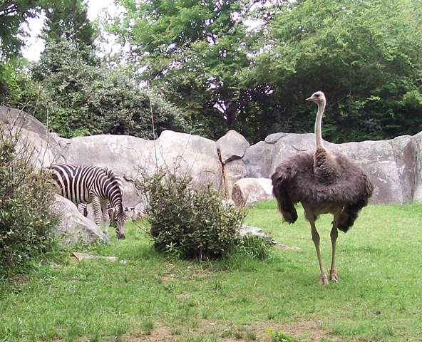 [zoo day085- b ostrich[3].jpg]