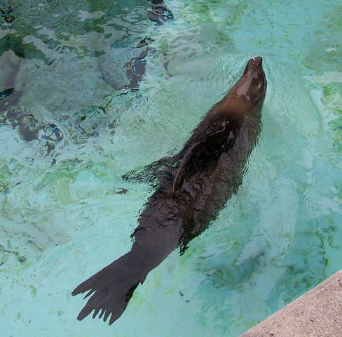 [zoo day144-b sea lion[3].jpg]