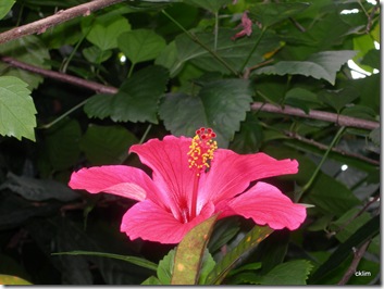 DSCN7729