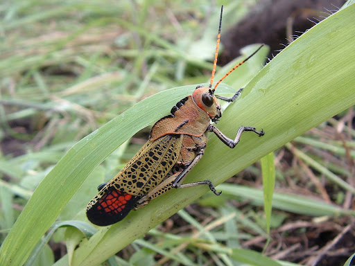 how keep grasshoppers alive