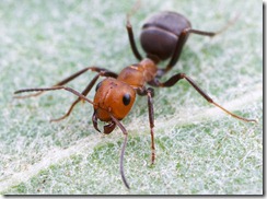 argentine-ant