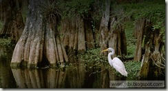 Egret_ROW655357013