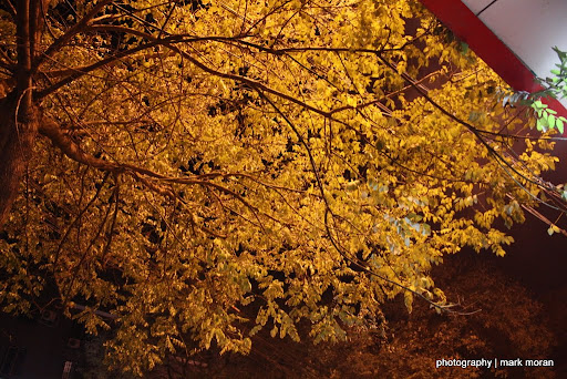 A tree outside the restaurant