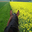 Reiten im Jura 2010