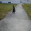 Katzen