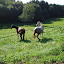 Bayrischer Wald 2008