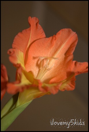 orange gladiola