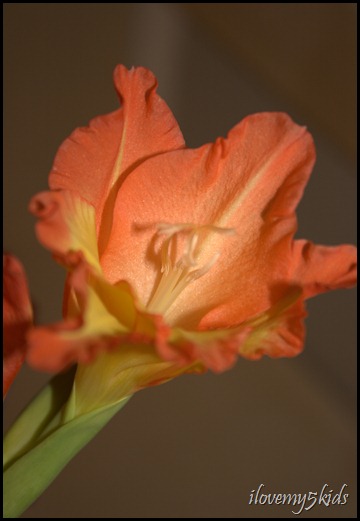 orange gladiola