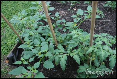 Tomatillo Plant