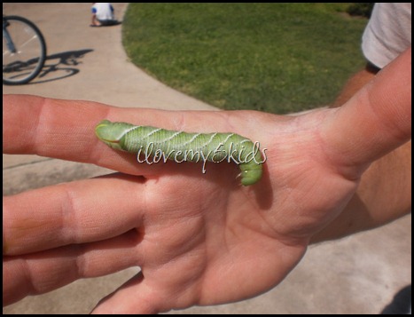 Picture of Green Worm Caterpillar