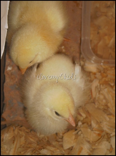 Butter Looking Chicks