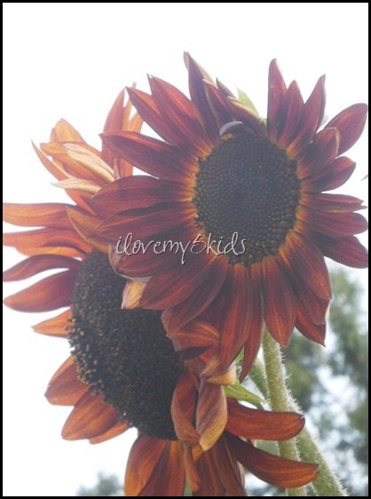 Texas Orange Sunflower