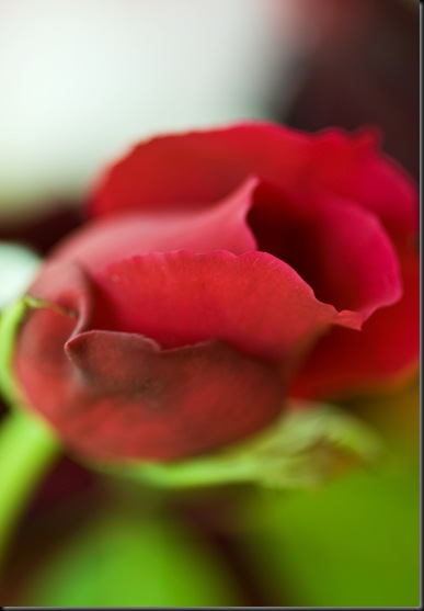 rose (1 of 2)