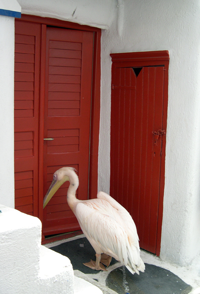 pelican
