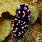 Phyllidiopsis burni
