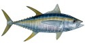 Pavones Golfito Costa Rica Tuna Fishing