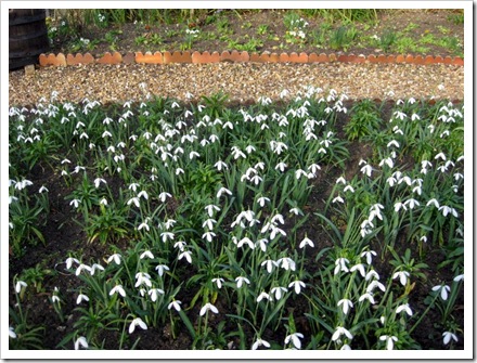 Snow Drops in Ely 2011.