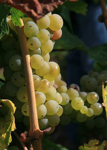 [grapes[3].jpg]