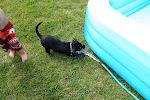 daisy getting hosed