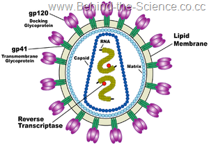 [300px-HIV_Virion-en-2[6].png]