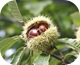 castagne