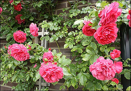 blog 8