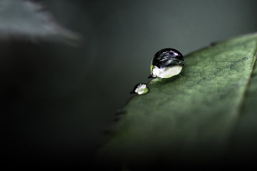 droppe