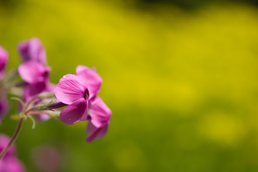 blomma