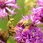 Sweat Bee