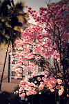 Praça da Liberdade. Inverno ou outono? Primavera talvez.