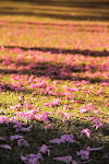 Praça da Liberdade. Inverno ou outono? Primavera talvez.