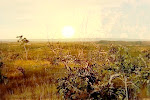 Frame do vídeo produzido para o IEF - Instituto Estadual de Florestas de Minas Gerais.