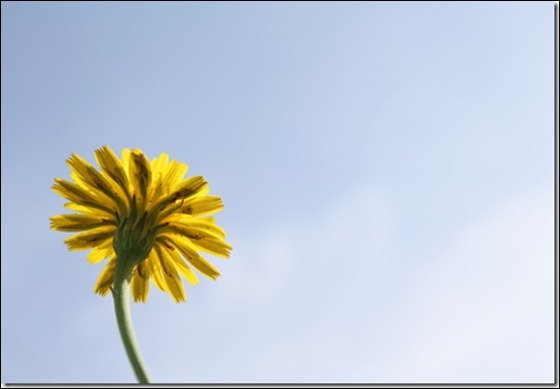 IMG_4783_thumb[1]