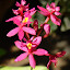Epidendrum radicans