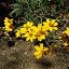 Mexican Marigold
